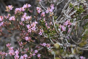 Western Australian Plants Ericaceae